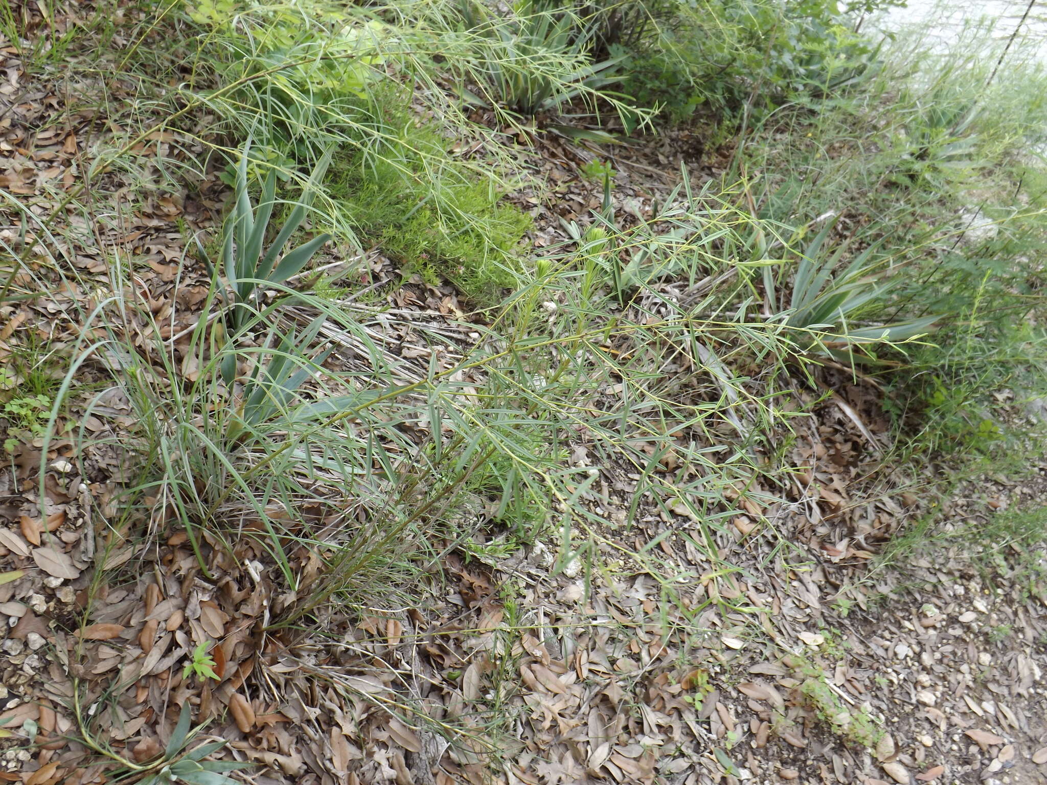 Image of narrowleaf Indian breadroot