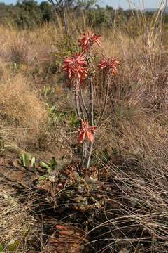 Image of Aloe greatheadii Schönland