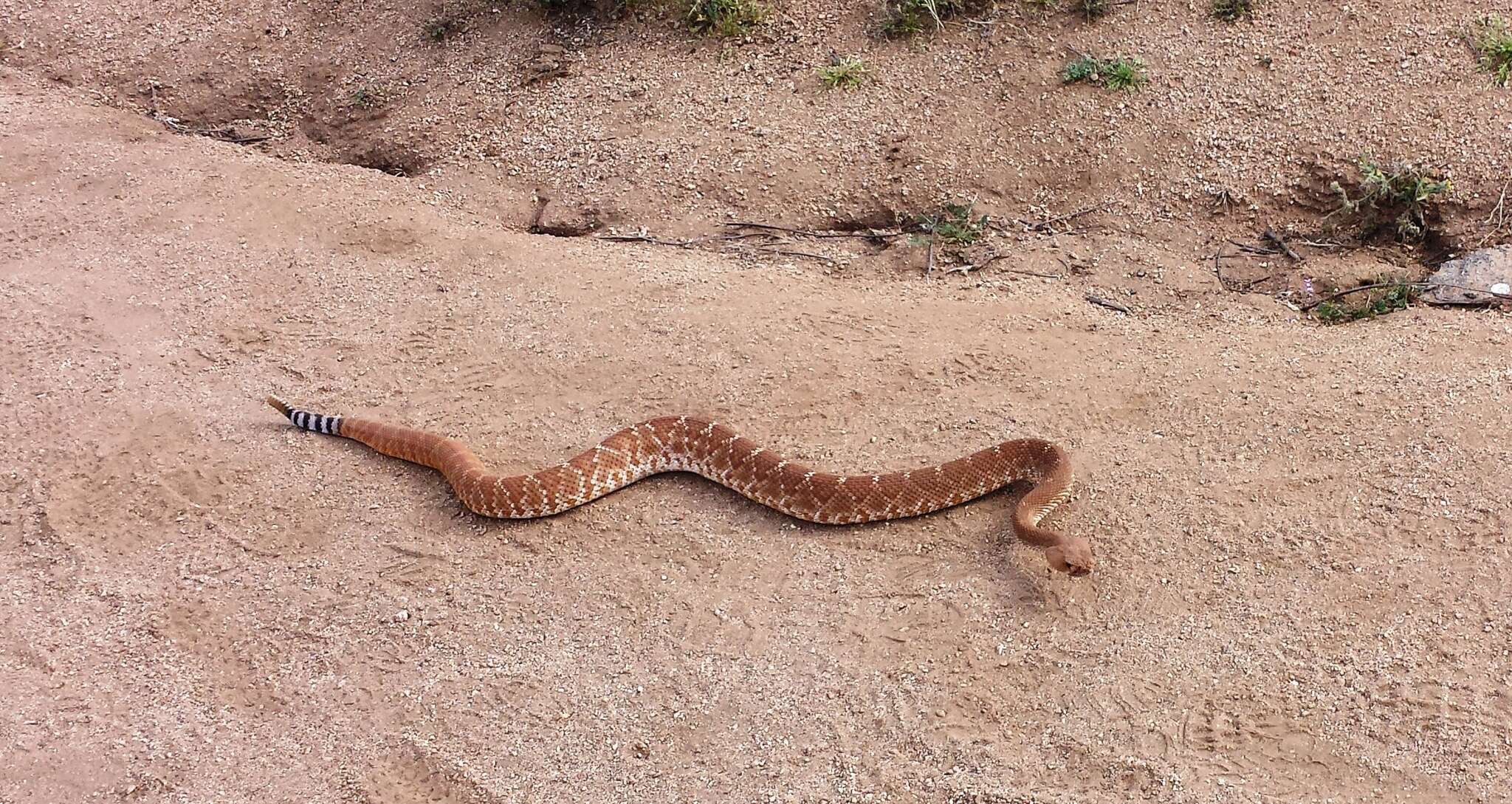 Image of Red Diamond Rattlesnake