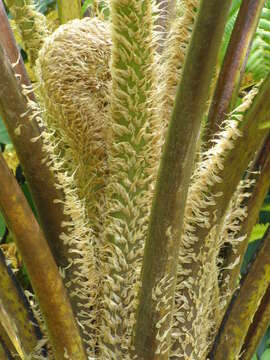 Image of West Indian treefern