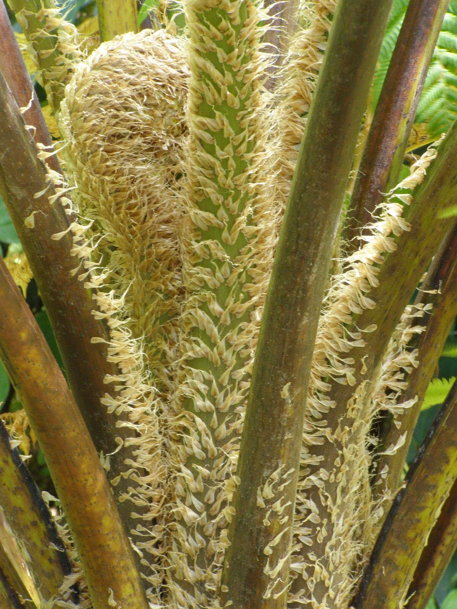 Image de Cyathea arborea (L.) Sm.