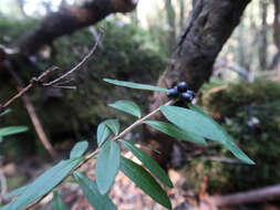 Image of Pimelea drupacea Labill.