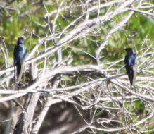 Imagem de Hirundo neoxena Gould 1842