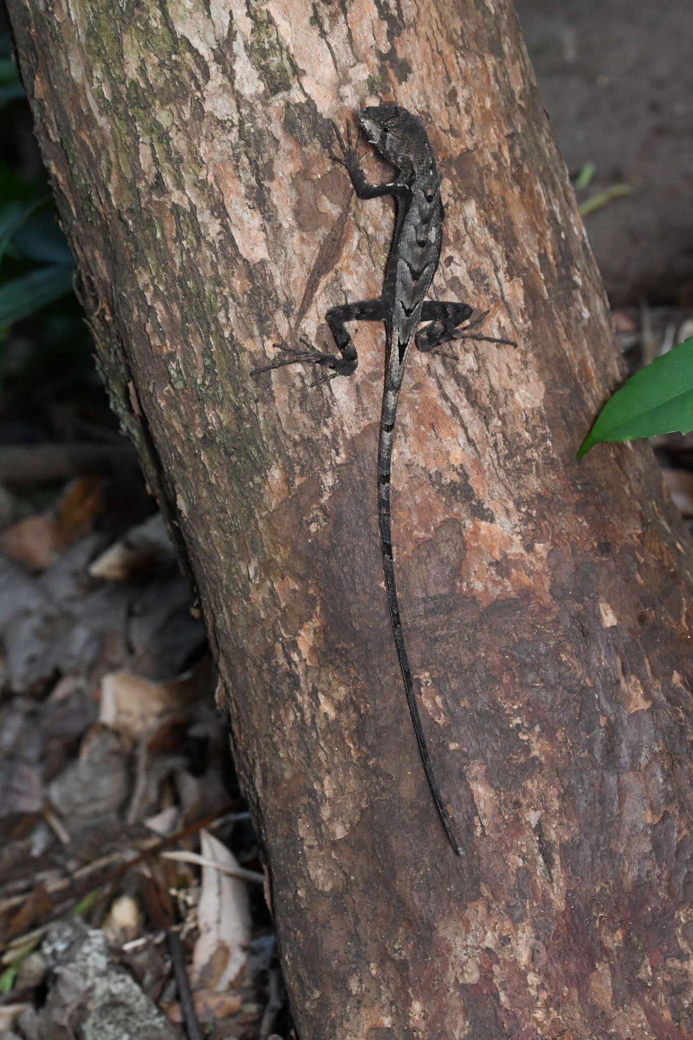 Слика од Stenocercus caducus (Cope 1862)