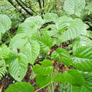 Image of Lime-leaved Maple