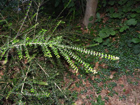 Image of Lonicera ligustrina Wall.