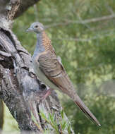 Image of Bar-shouldered Dove