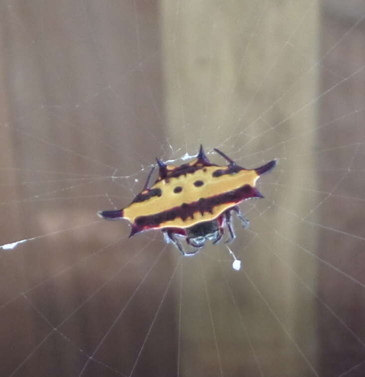 Image of Gasteracantha taeniata (Walckenaer 1841)