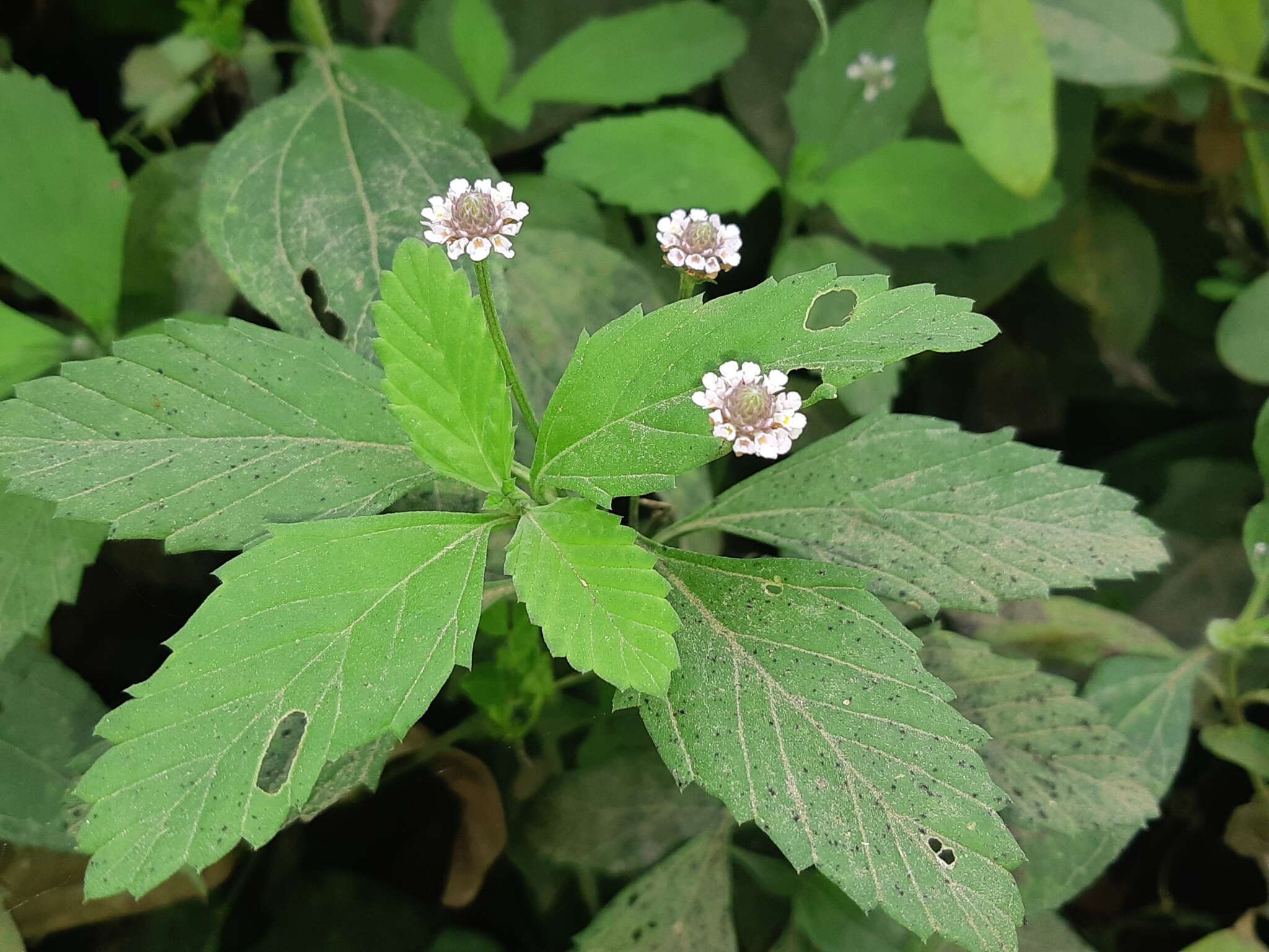 Imagem de Phyla nodiflora var. reptans (Kunth) Moldenke