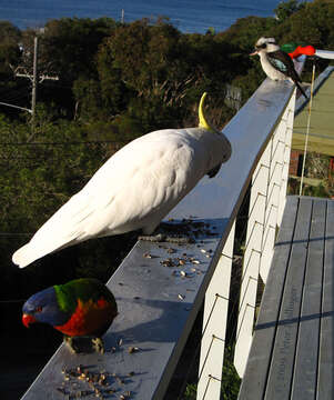 Image of Sulphur-crested Cockatoo