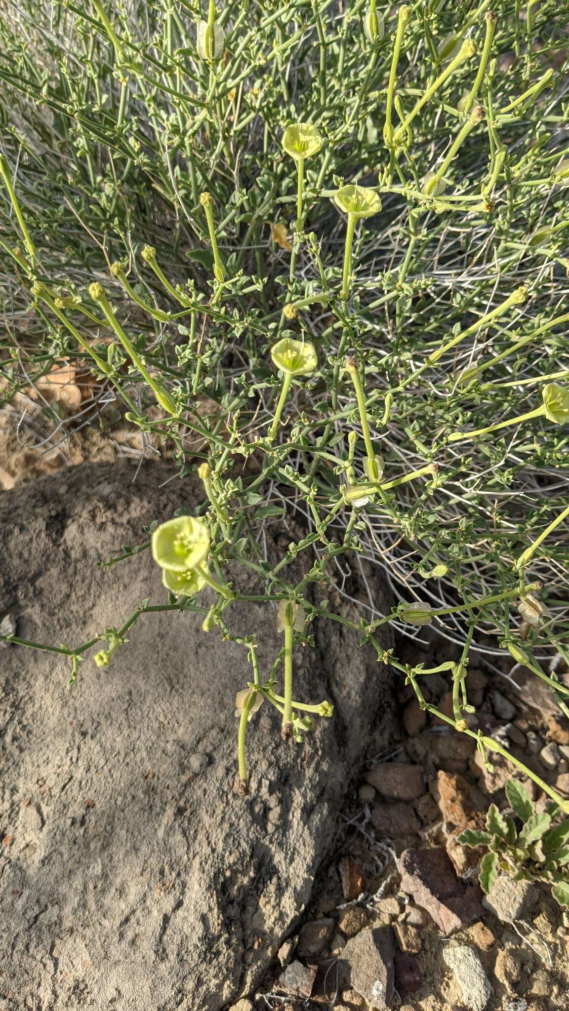 Image of littleleaf moonpod