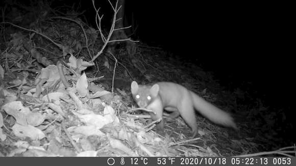 Image of Japanese Marten