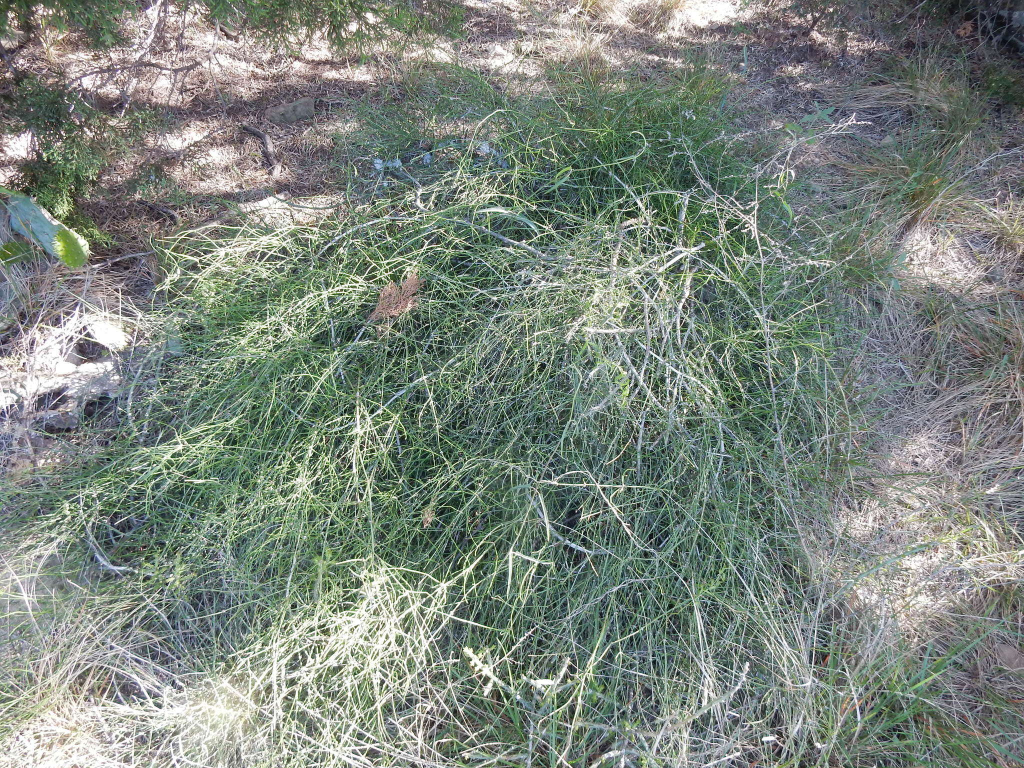 Image of Clipweed