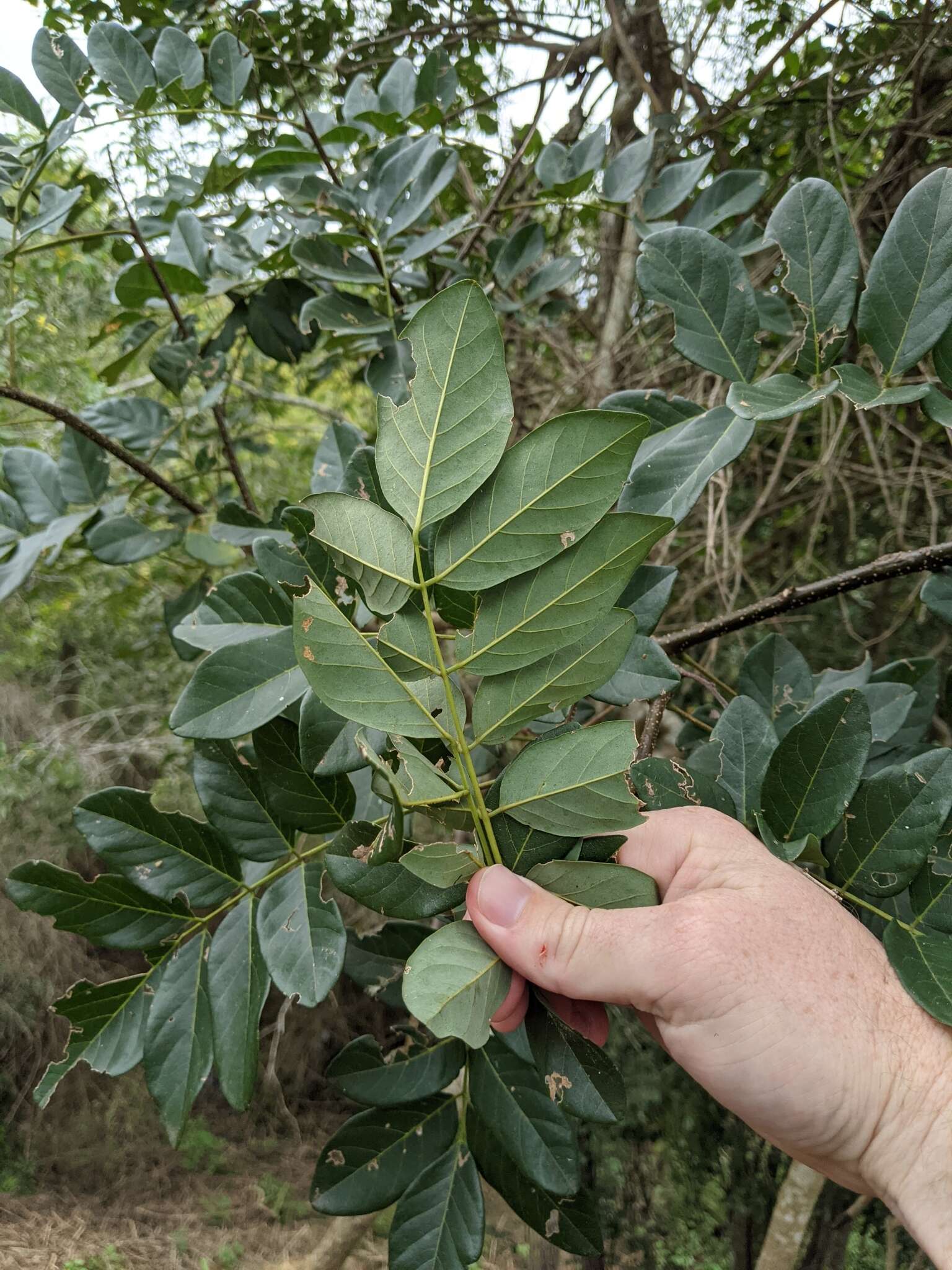 Image of Derris involuta (Sprague) Sprague