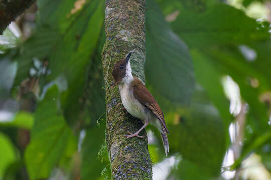 Chamaetylas choloensis (Sclater & WL 1927)的圖片