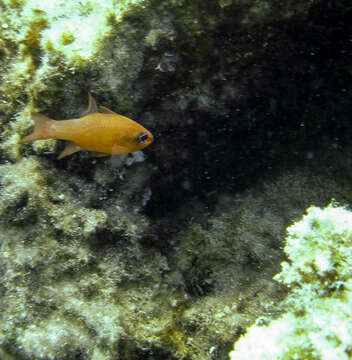 Image of Cardinal Fish