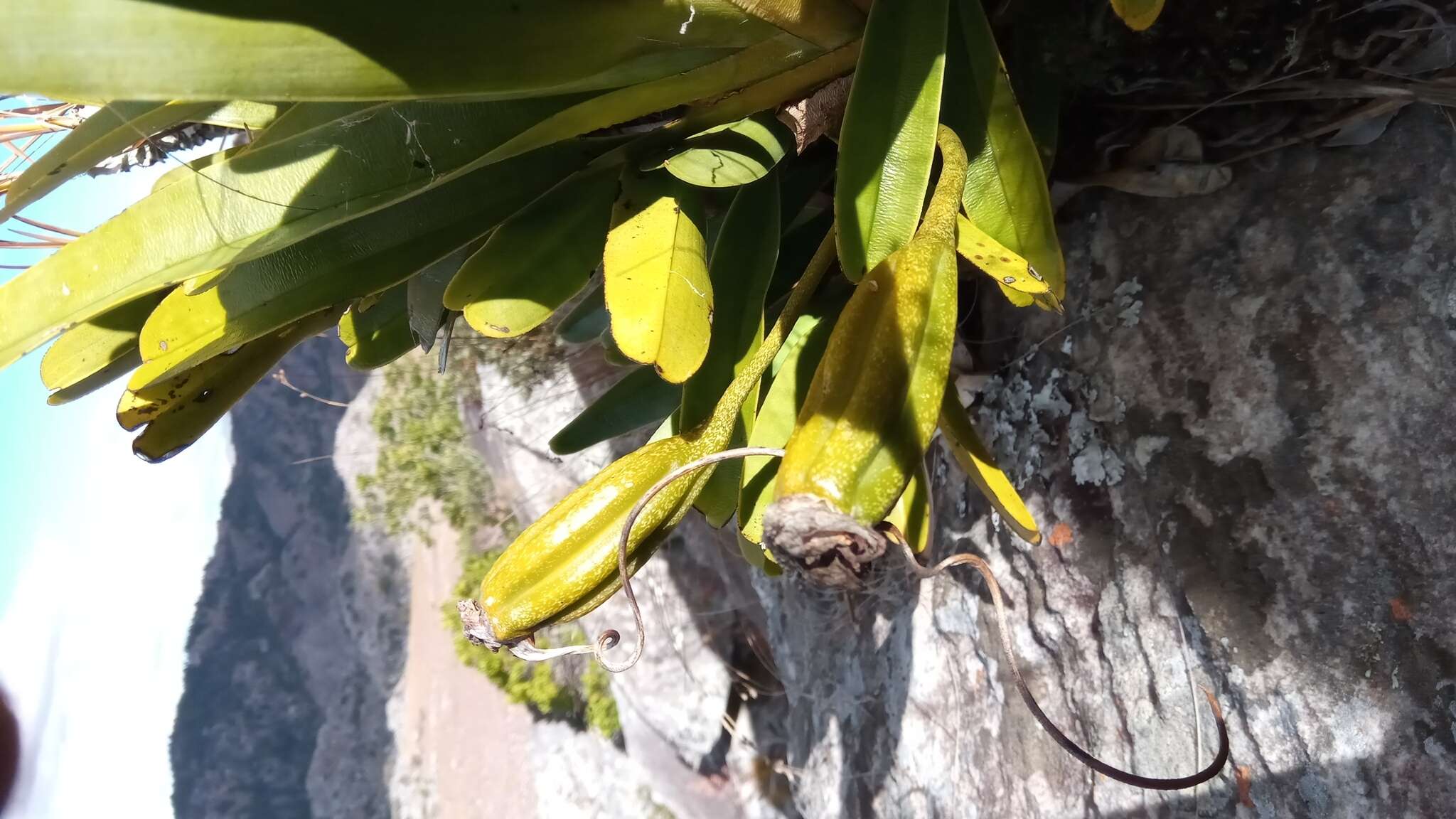 صورة Angraecum magdalenae Schltr. & H. Perrier