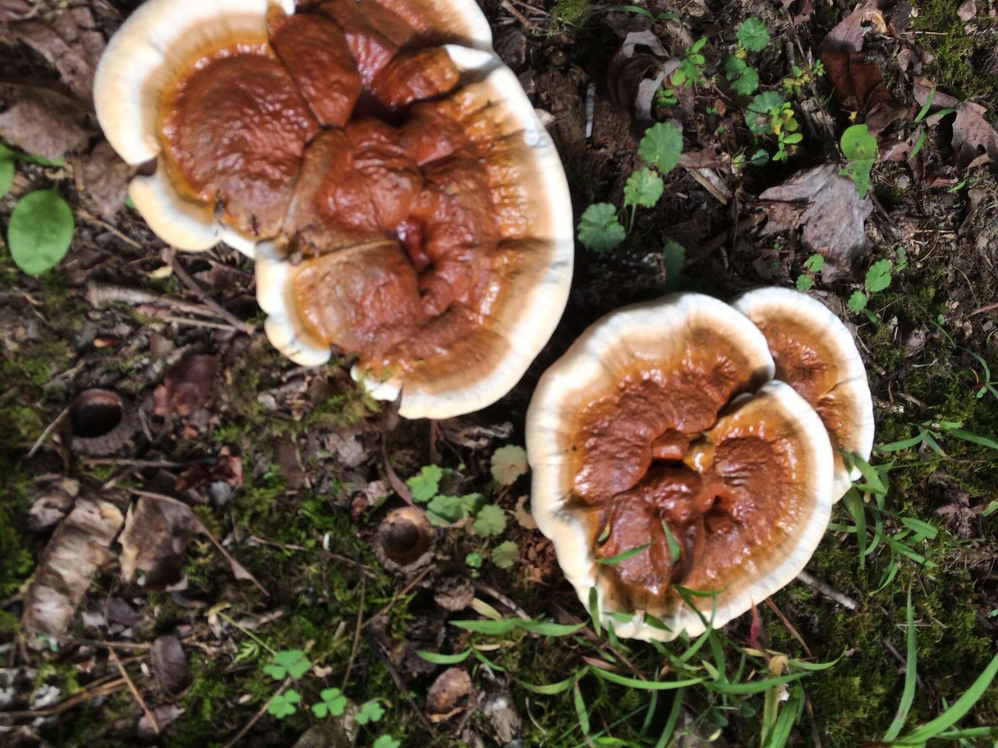 Image of Ganoderma sessile Murrill 1902