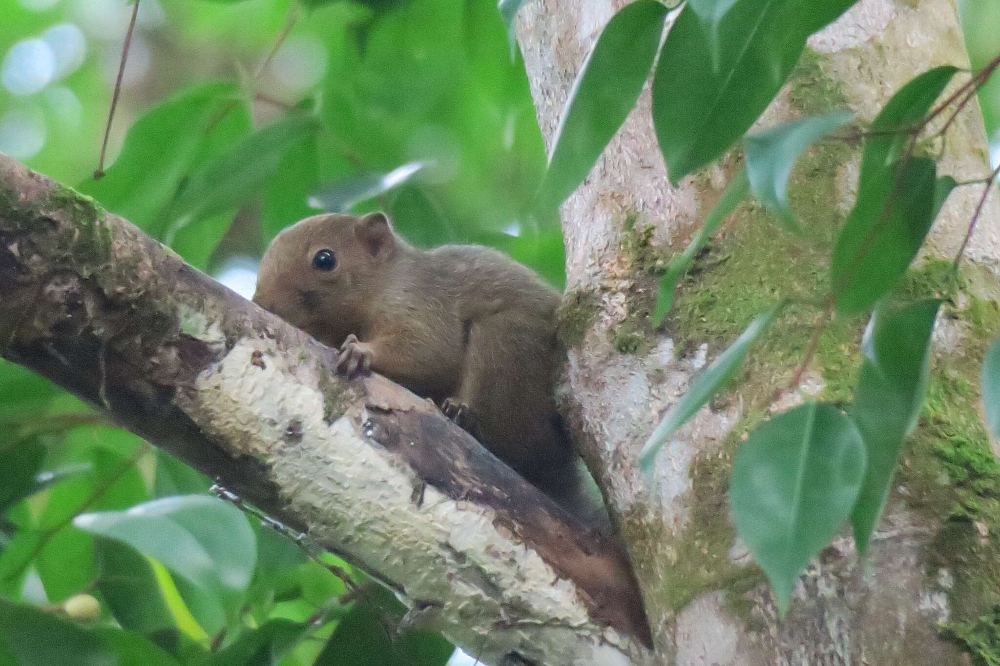 Image of Asian pygmy squirrel