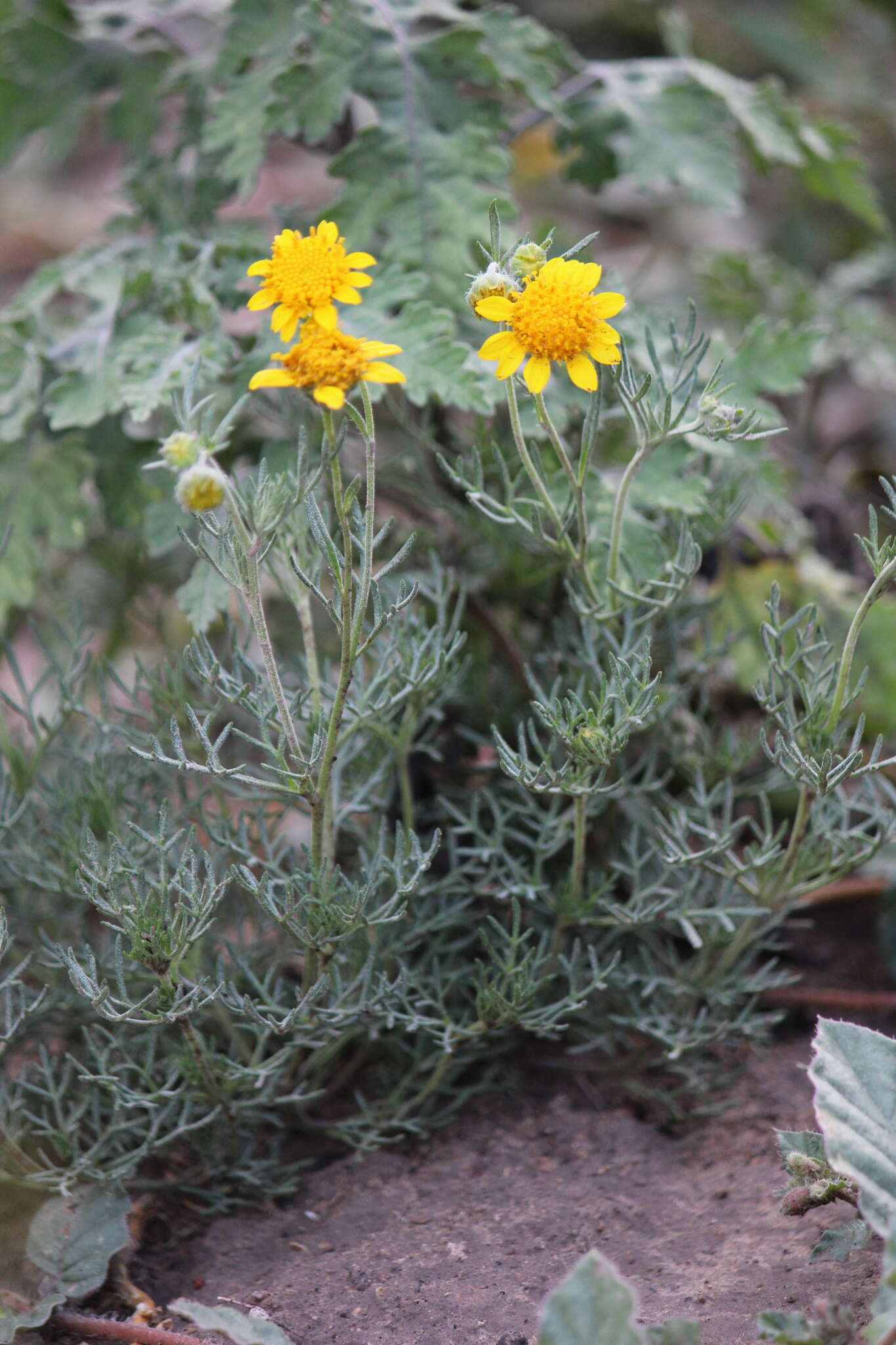 Image of Picradeniopsis pringlei (Greenm.) B. G. Baldwin