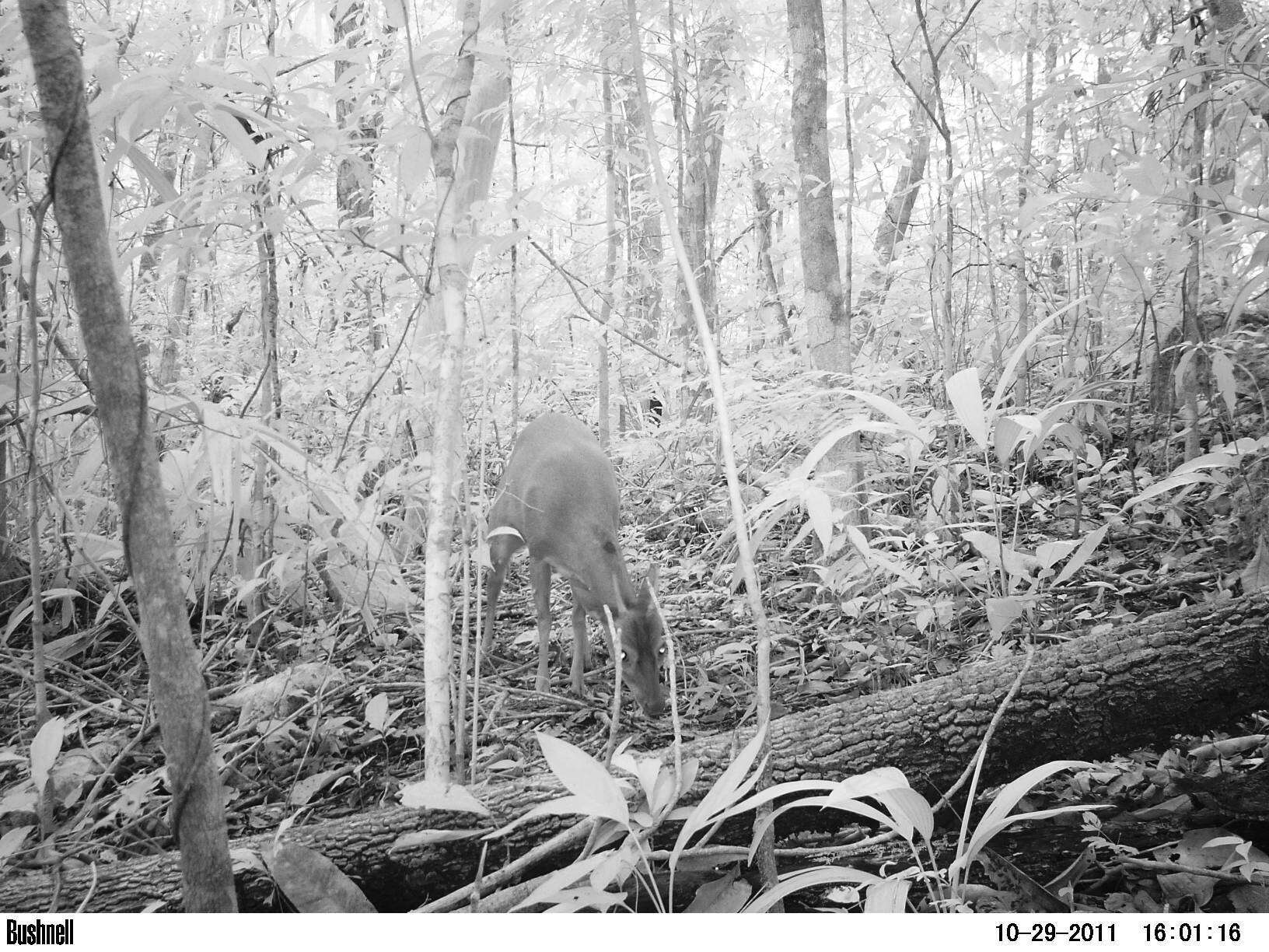 Image of Central American Red Brocket Deer