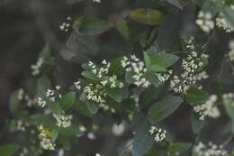 Image of Metastelma californicum subsp. lanceolatum (Schltr.) Liede & Meve