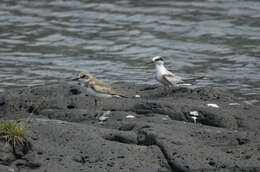 Image of Saunders's tern