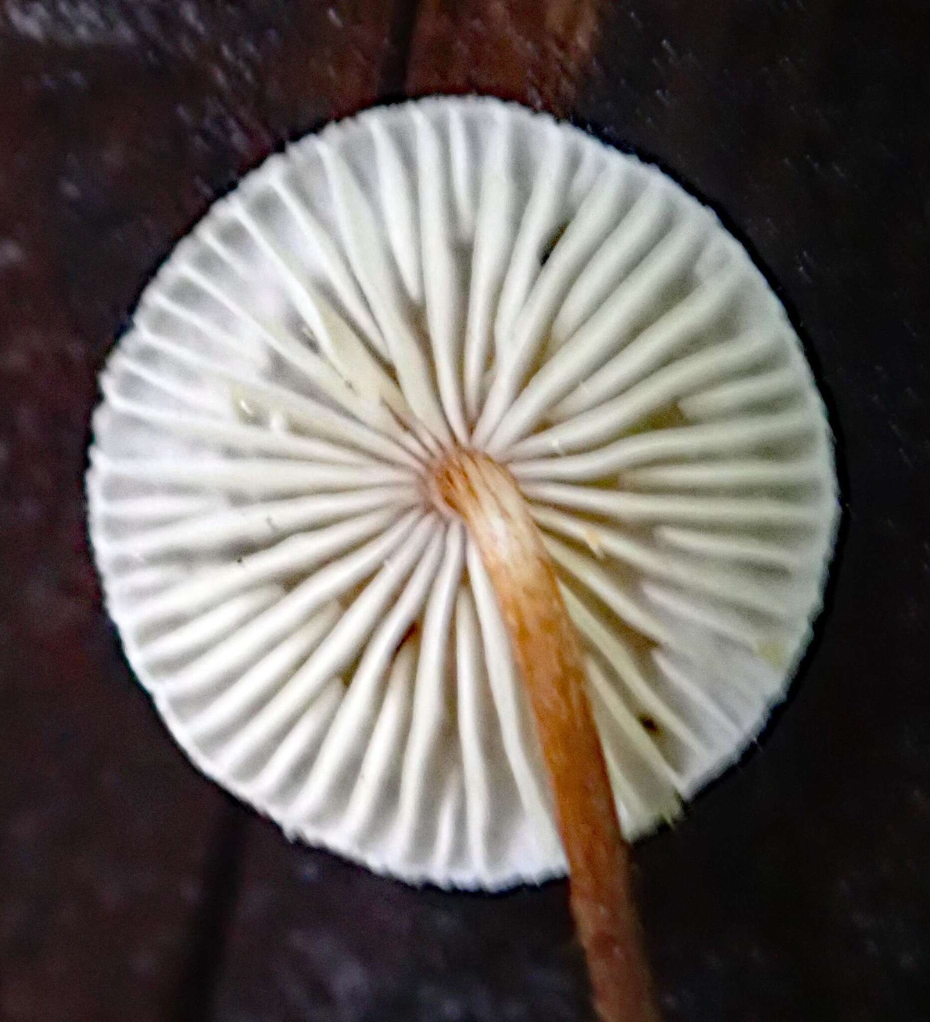 Image of Crinipellis procera G. Stev. 1964