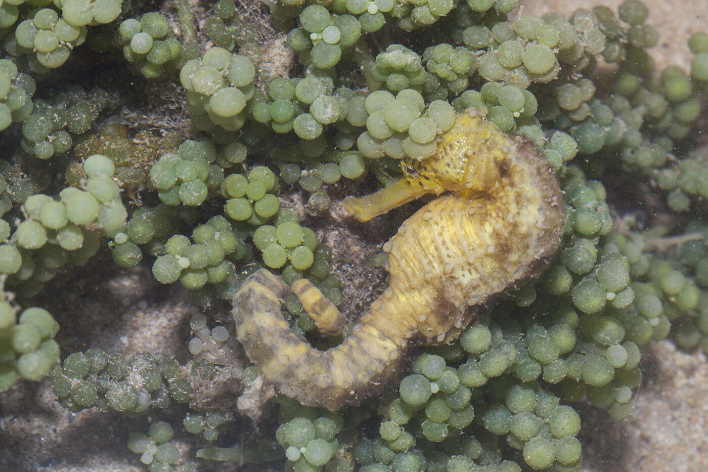 Image of Tiger Tail Seahorse