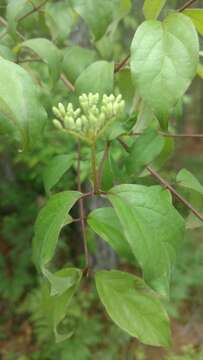 Image of toughleaf dogwood