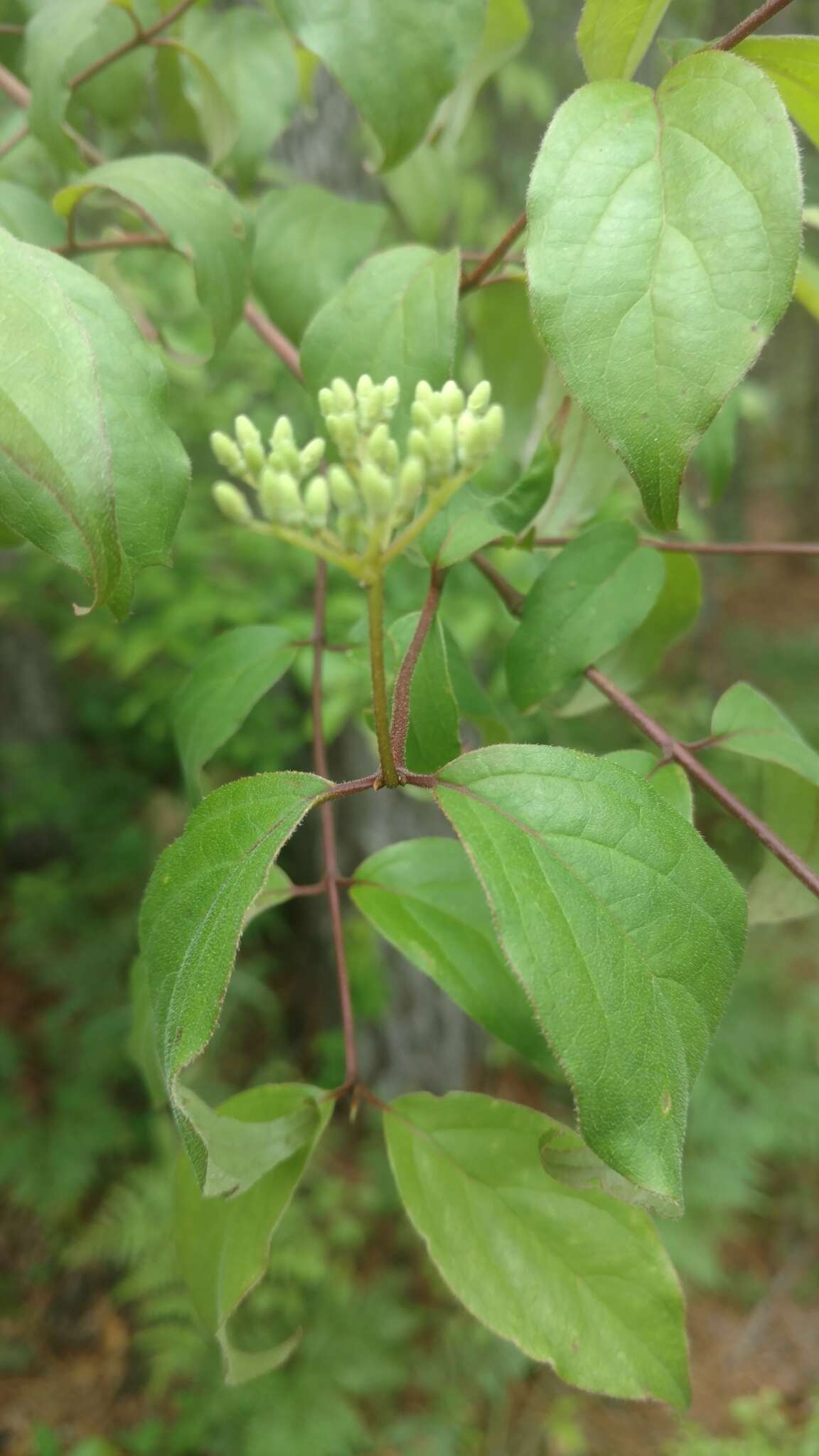 Plancia ëd Cornus asperifolia Michx.