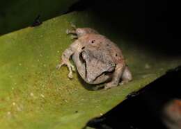 Image of Paraiba Robber Frog