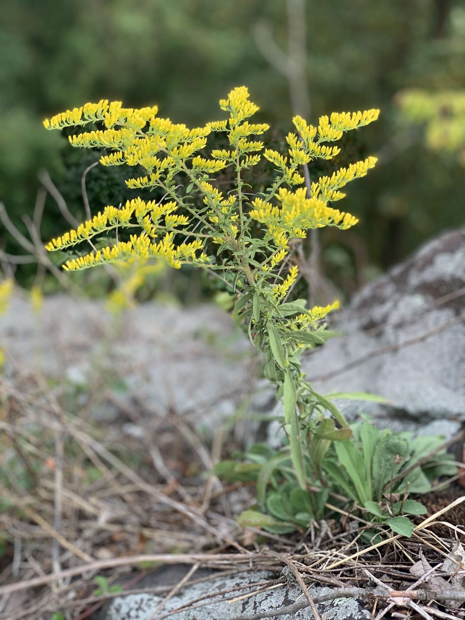 Image de Solidago nemoralis subsp. nemoralis