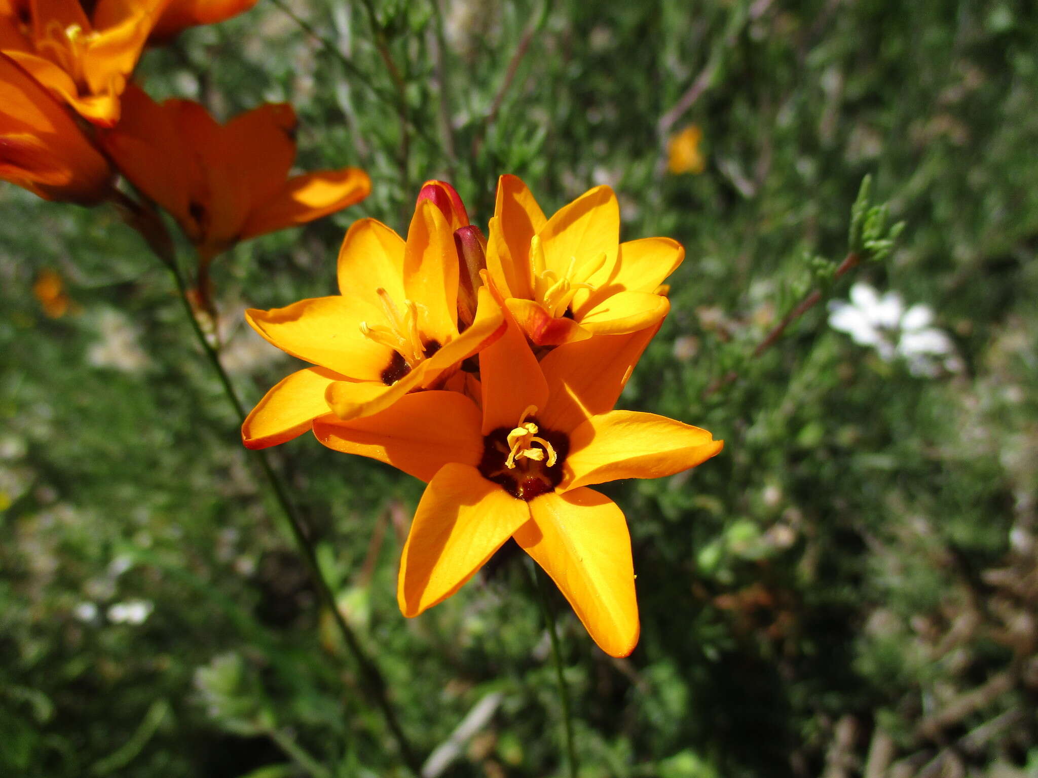 Image of spotted African cornlily