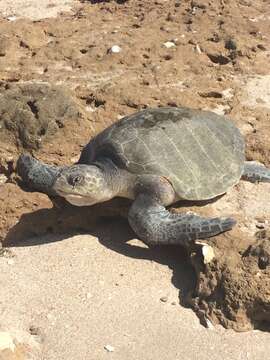 Lepidochelys resmi