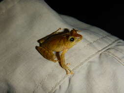 Image of Tandapi robber frog