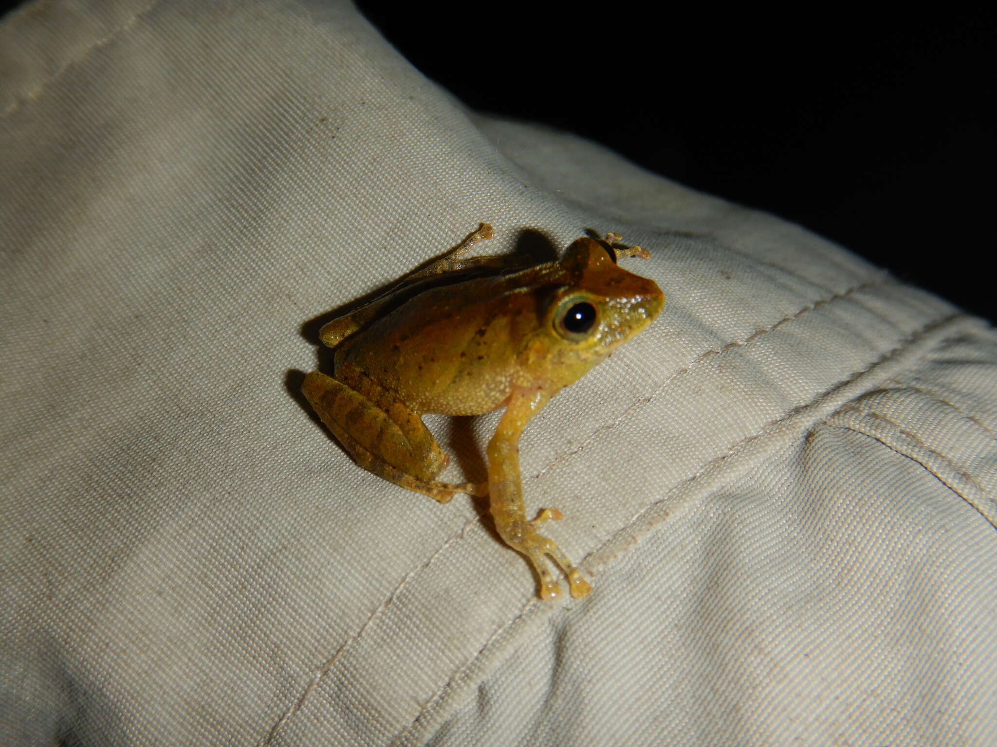 Image of Tandapi robber frog