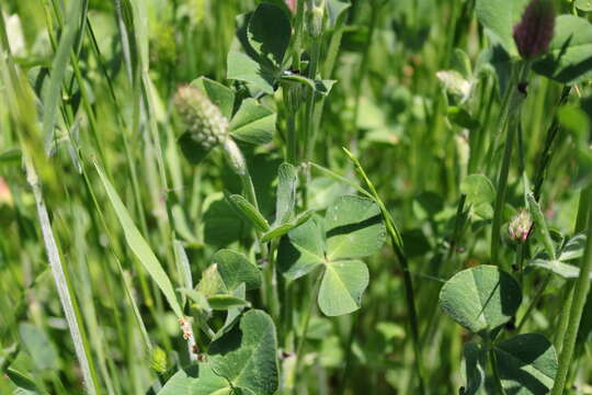 Image of Trifolium incarnatum subsp. molinerii (Hornem.) Syme