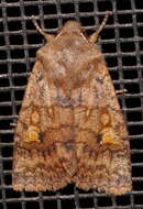 Image of Three-Spotted Sallow