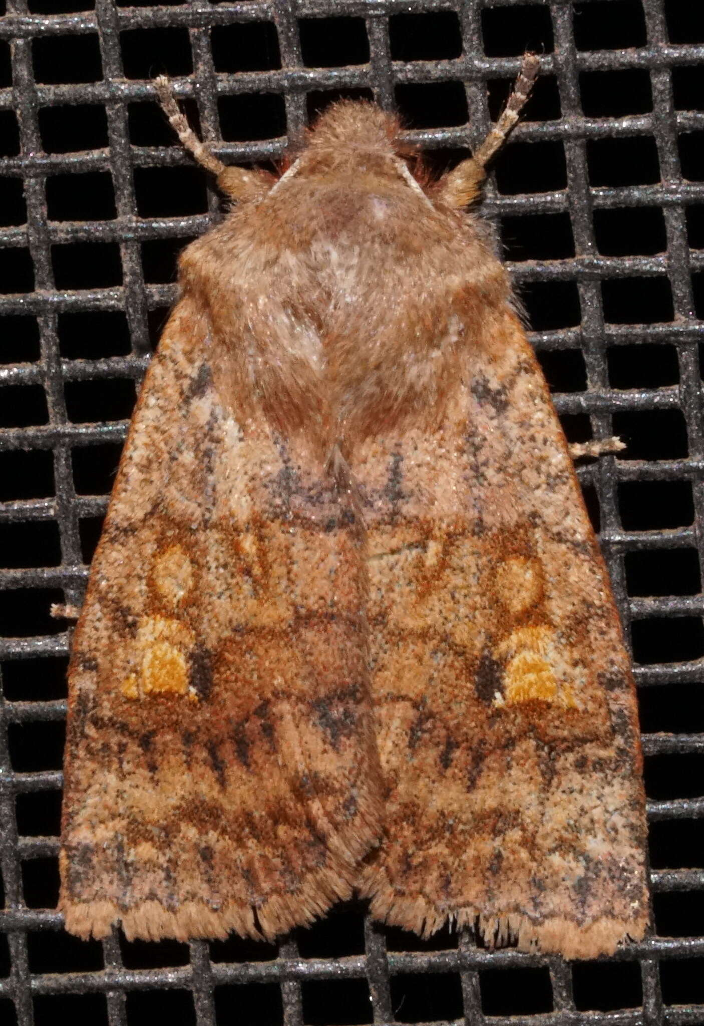 Image of Three-Spotted Sallow