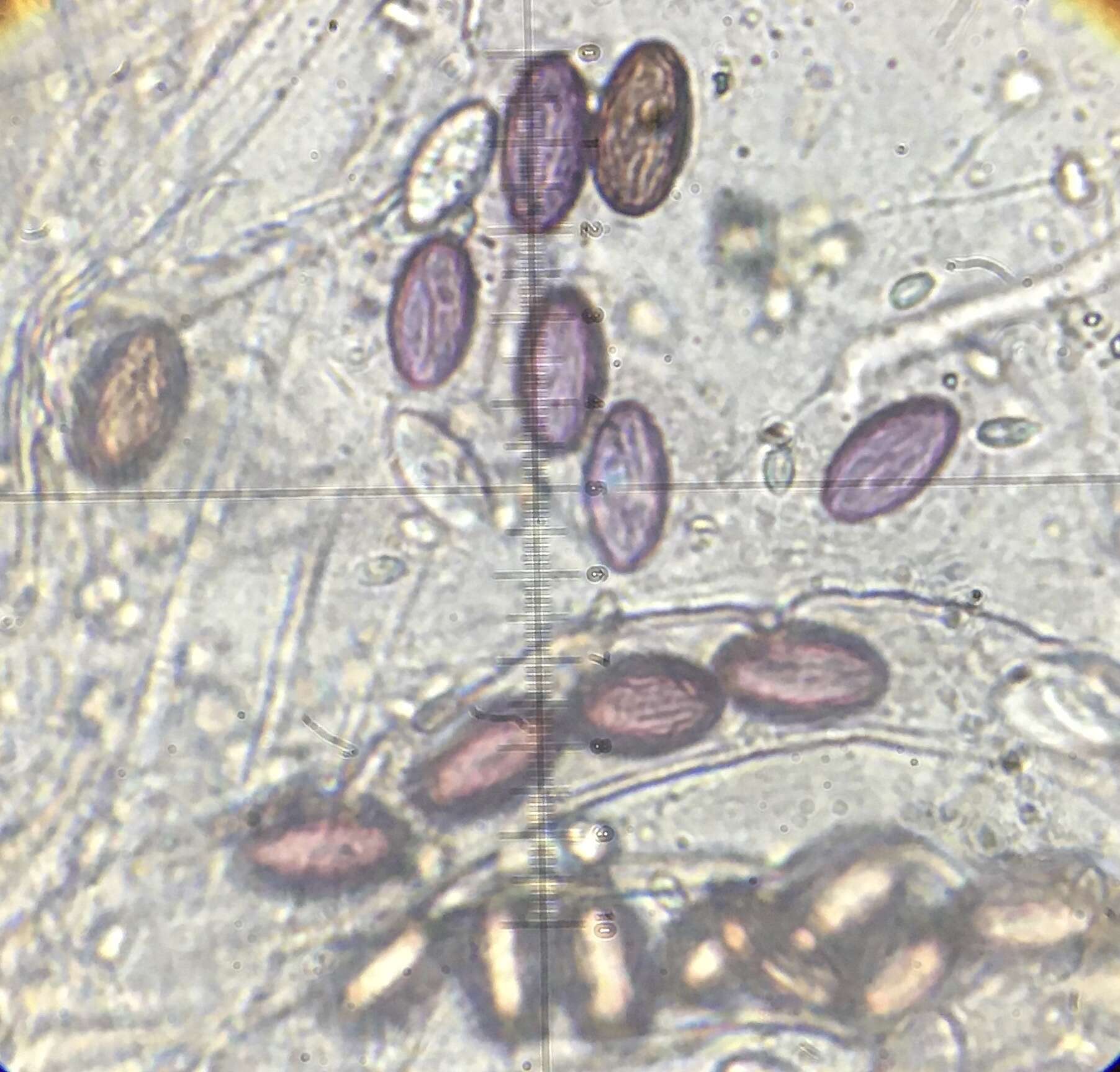 Image of Ascobolus furfuraceus Pers. 1794