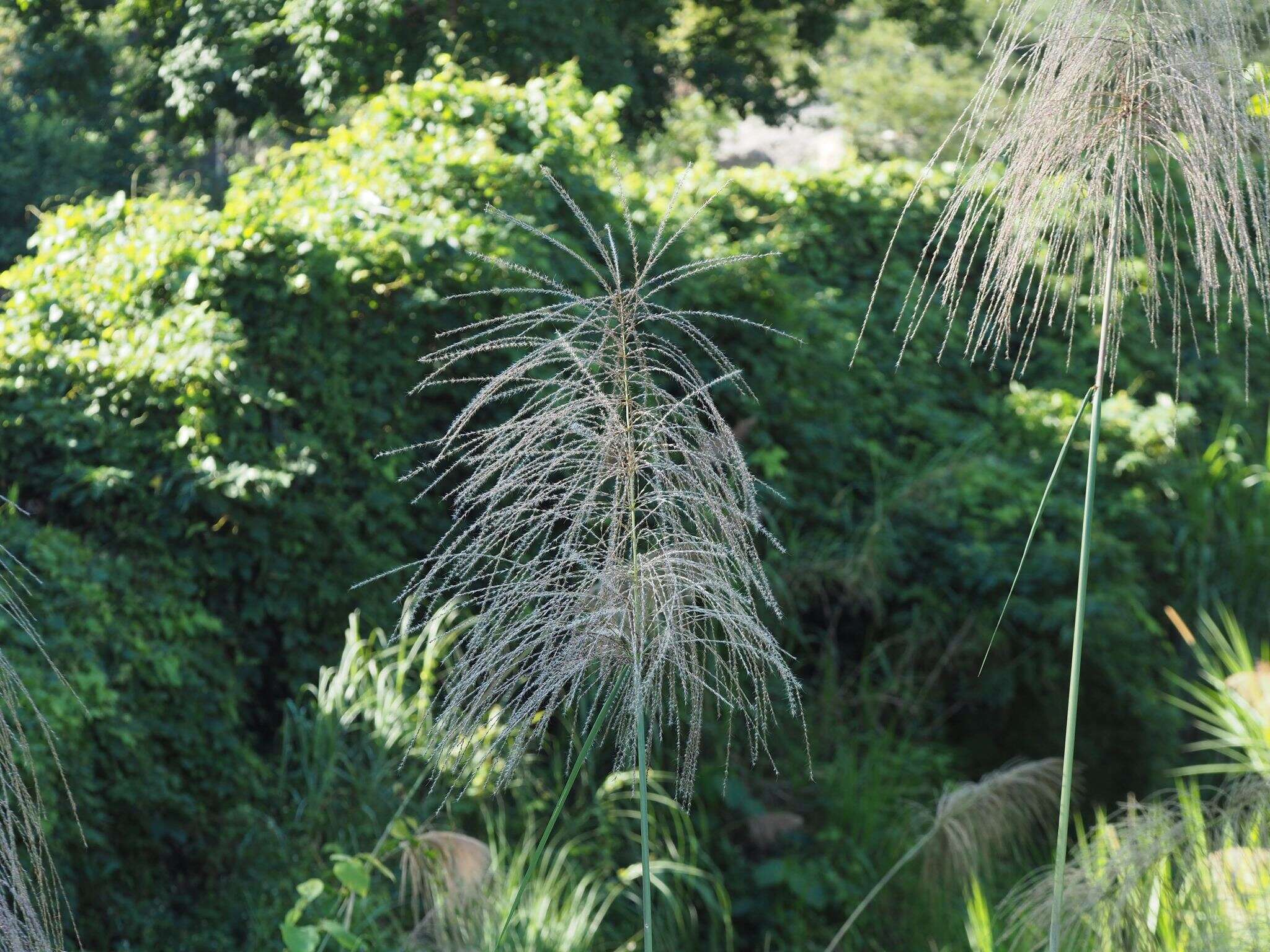 Imagem de Miscanthus floridulus (Labill.) Warb. ex K. Schum. & Lauterb.