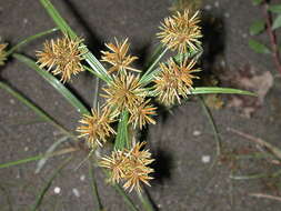 Image of Cyperus odoratus subsp. odoratus