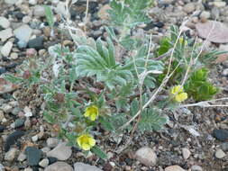 Слика од Potentilla pulchella R. Br.