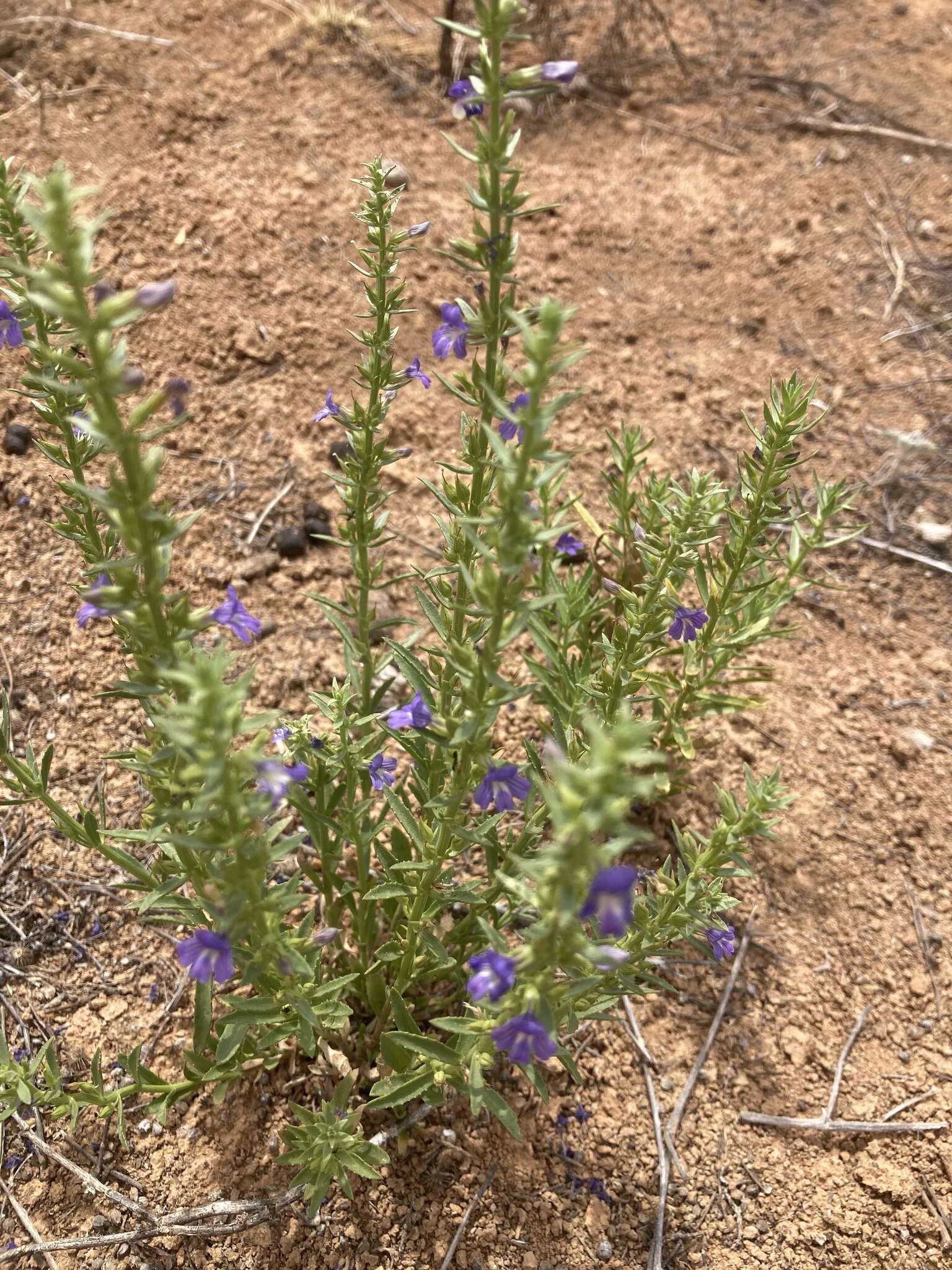 Слика од Stemodia florulenta W. R. Barker