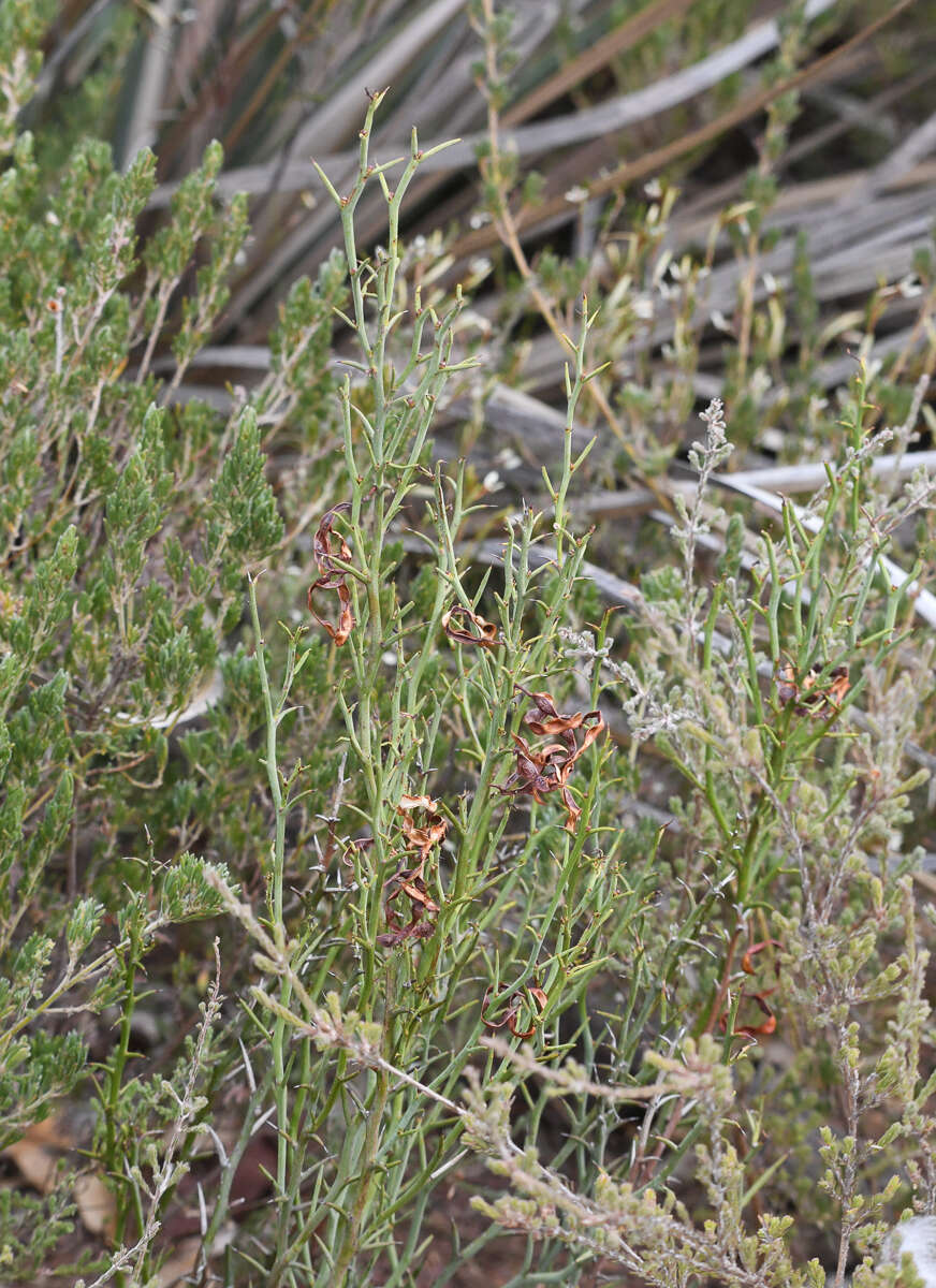 Image de Acacia continua Benth.