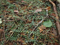 Image of Asplenium flabellifolium Cav.