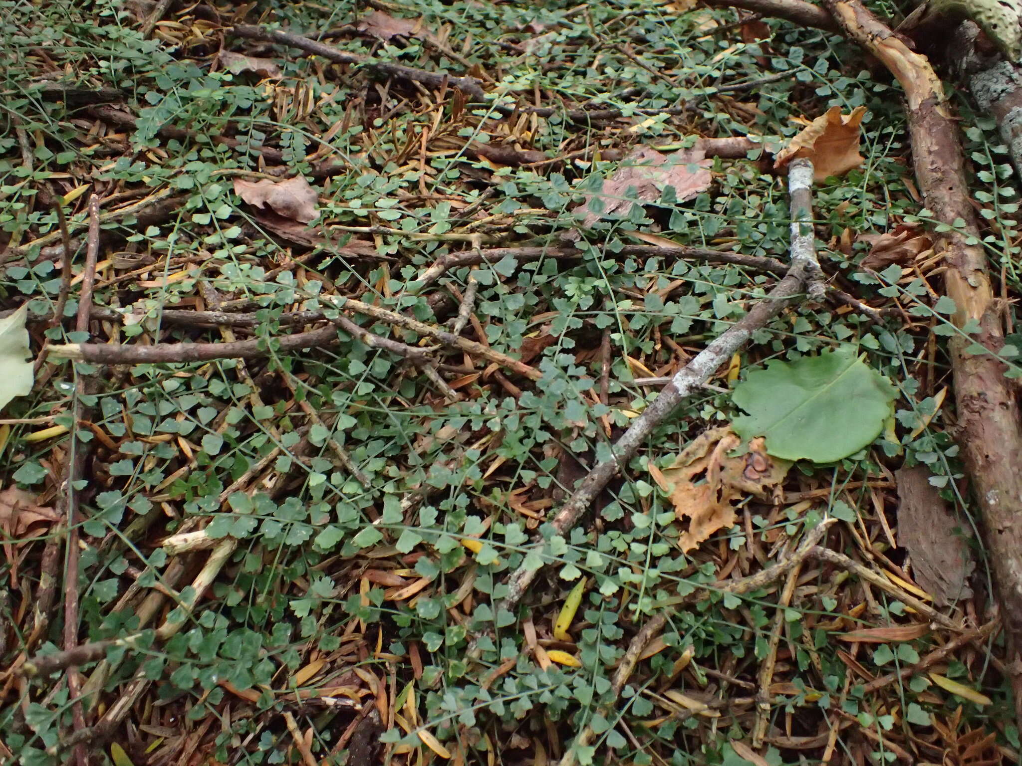 Image of Asplenium flabellifolium Cav.