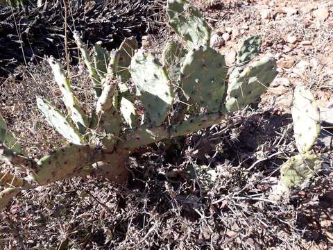 Sivun Opuntia stricta var. stricta kuva