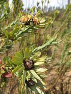 Image of Leucadendron remotum I. Williams